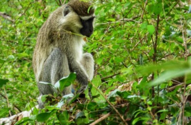 Tantalus Monkey