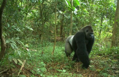 A silver back Cross River gorilla