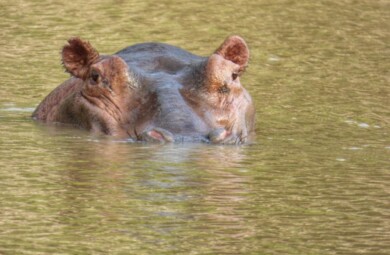 Common Hippopotamus