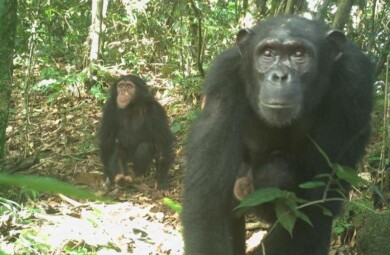 Nigeria-Cameroon chimpanzees